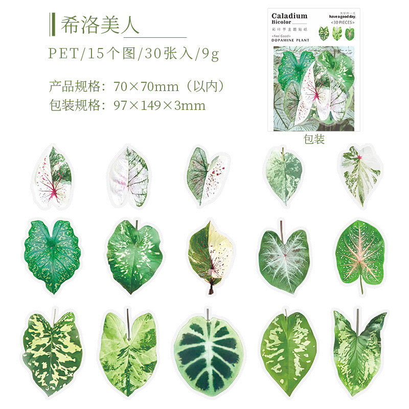 Cyyj005 PET Sticker | Caladium Bicolor | 30 pcs