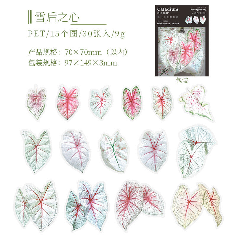 Cyyj003 PET Sticker | Caladium Bicolor | 30 pcs