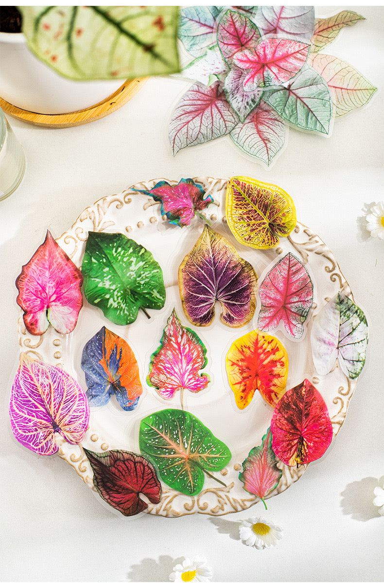 Cyyj005 PET Sticker | Caladium Bicolor | 30 pcs