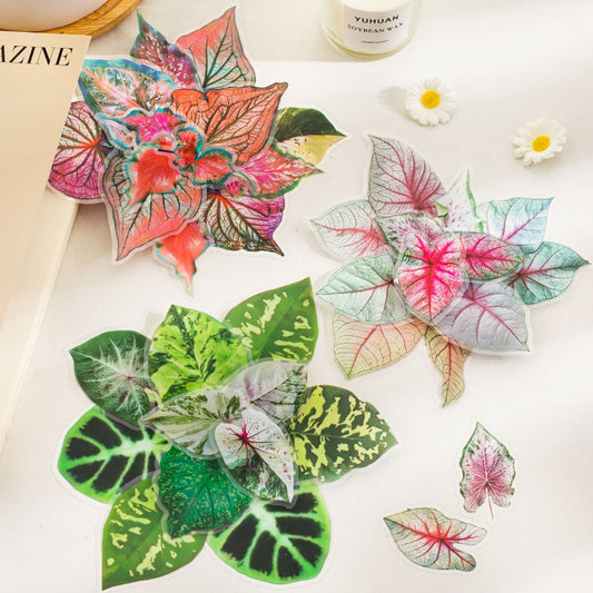 Cyyj005 PET Sticker | Caladium Bicolor | 30 pcs