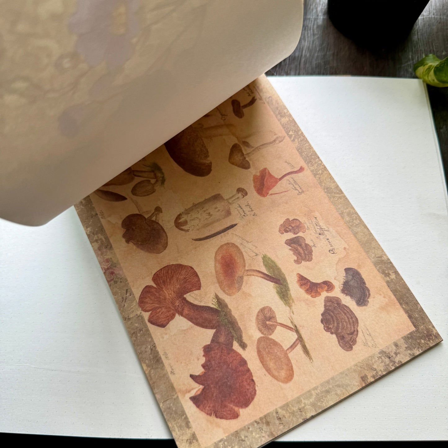 Scbk39825 Paper Cutout & Sticker Book 40Pc