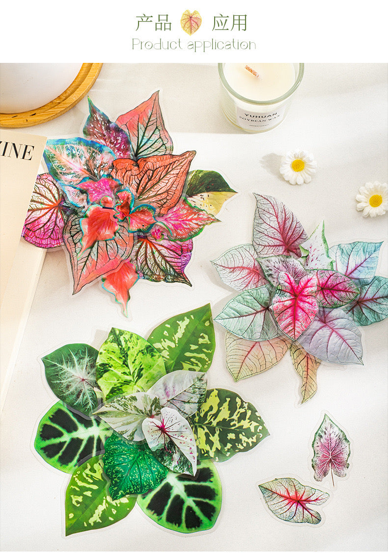 Cyyj004 PET Sticker | Caladium Bicolor | 30 pcs
