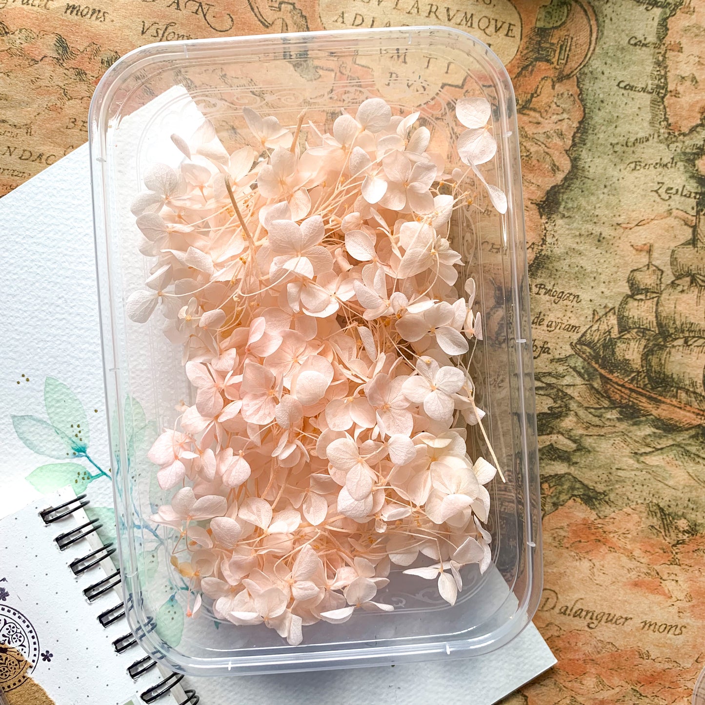 #MG-20582 Dry Flower Box white leaf