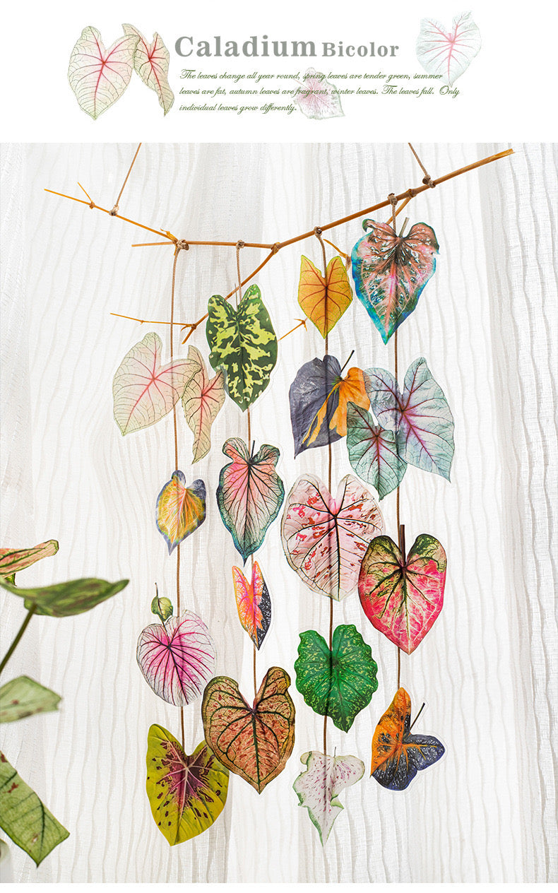Cyyj005 PET Sticker | Caladium Bicolor | 30 pcs