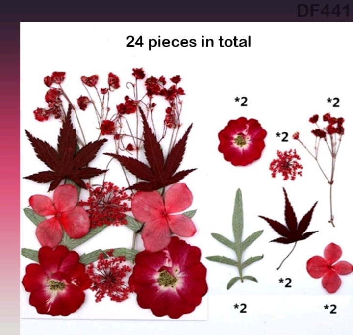 DF441 DRY FLOWER SHEET | Dried Flower | Pressed Flowers