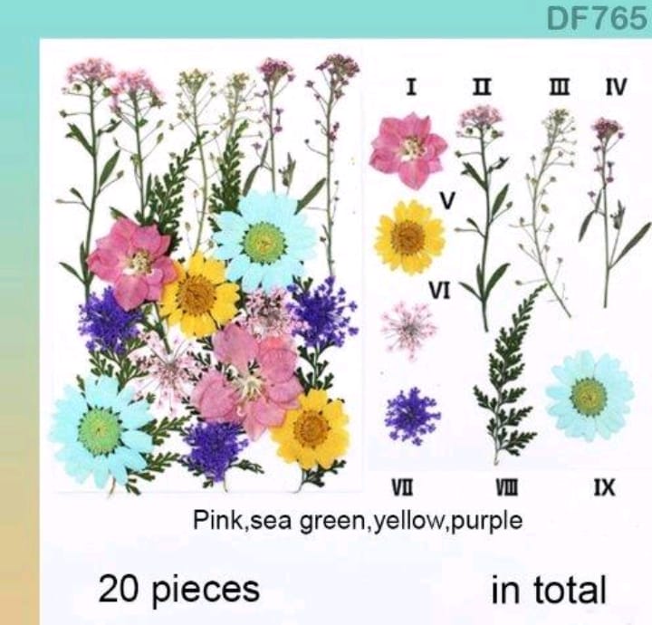 DF765 DRY FLOWER SHEET | Dried Flower | Pressed Flowers