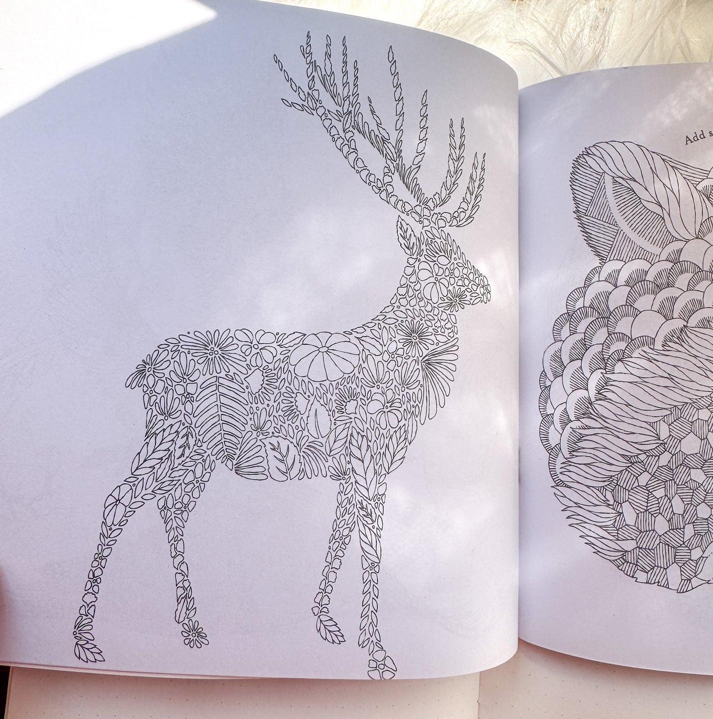 The Enchanted Forest Coloring Canvas Line Drawn Book | 24 pics Random Design